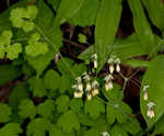 Early meadowrue